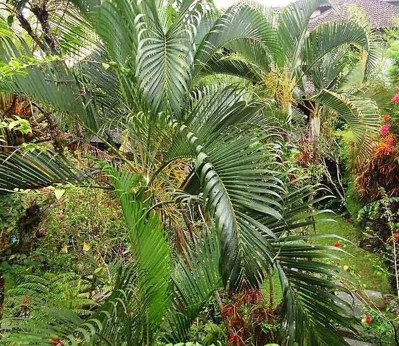 ゲストハウス Gusti's Garden ウブド